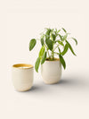 Garden Vibes Candle and Ceramic Planter - Heyday Goods